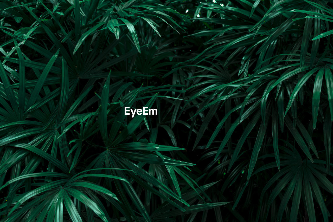 Full frame shot of fresh green plants