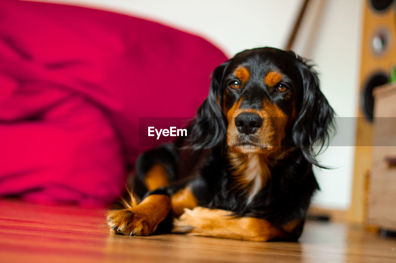 CLOSE-UP PORTRAIT OF DOG