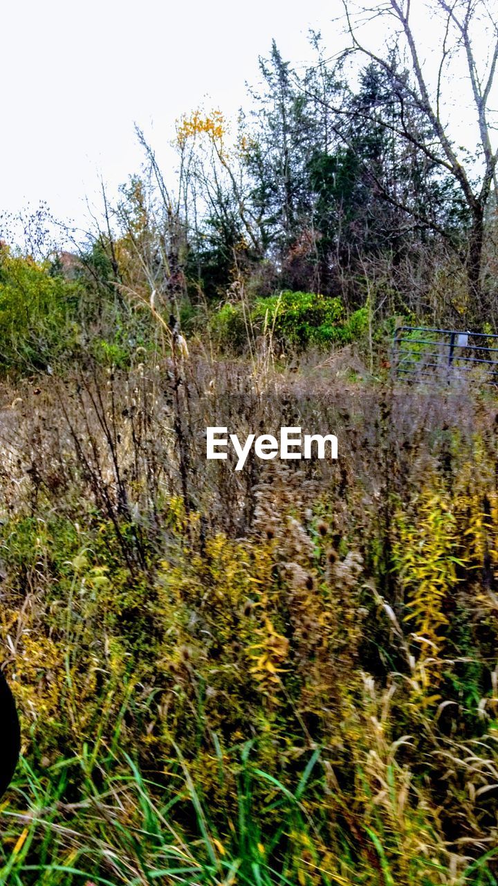 CLOSE-UP OF PLANTS IN FOREST