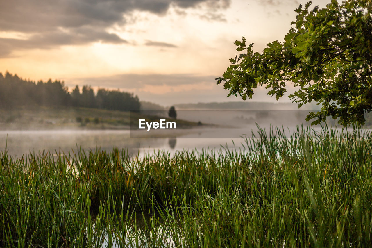 Tall grass and three branch on riverside at summer morning foggy sunrise