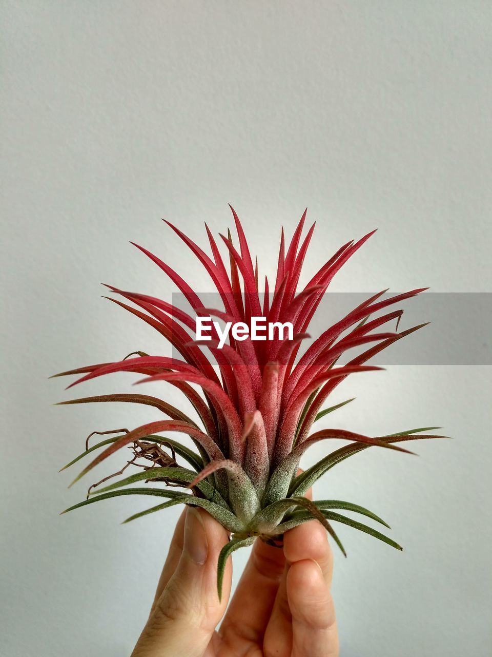 CLOSE-UP OF HAND HOLDING RED FLOWER AGAINST WHITE BACKGROUND