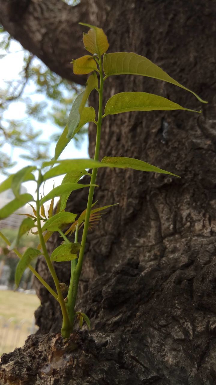 CLOSE-UP OF GREEN INSECT ON PLANT