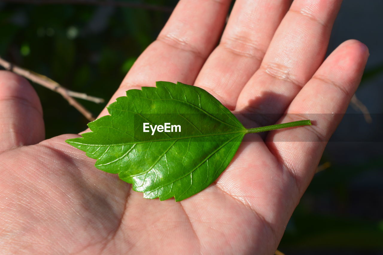 CROPPED IMAGE OF PERSON HOLDING LEAVES