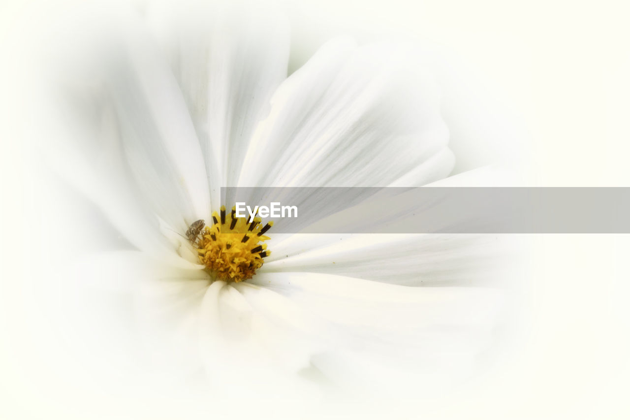 Detail shot of white flower