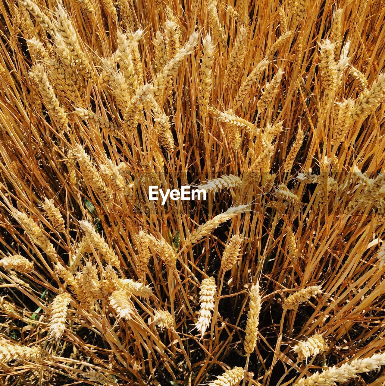 Full frame shot of wheat field