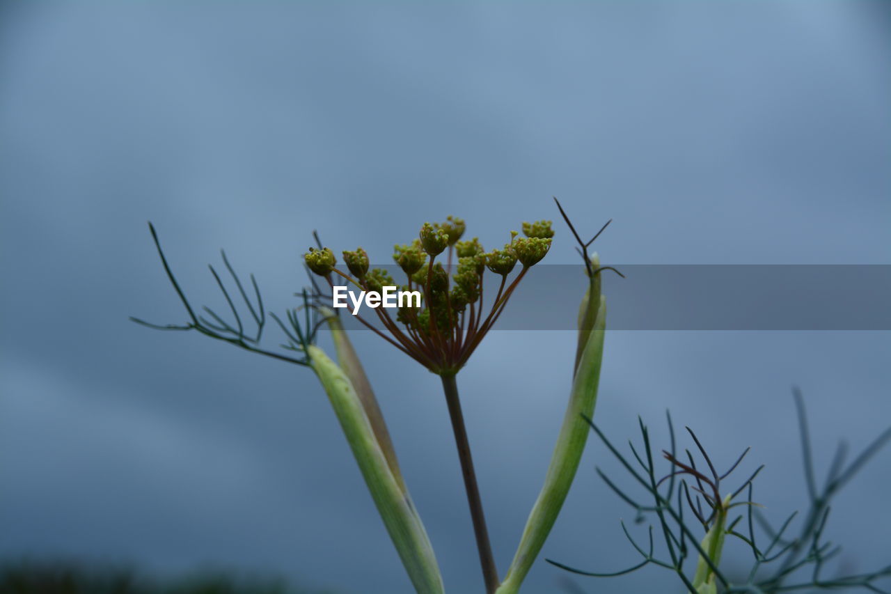 Close-up of flowers against sky