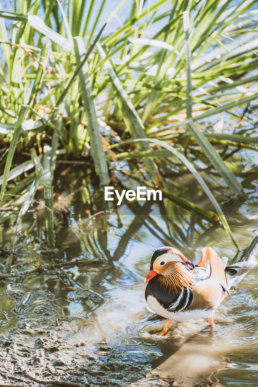 close-up of duck swimming on lake