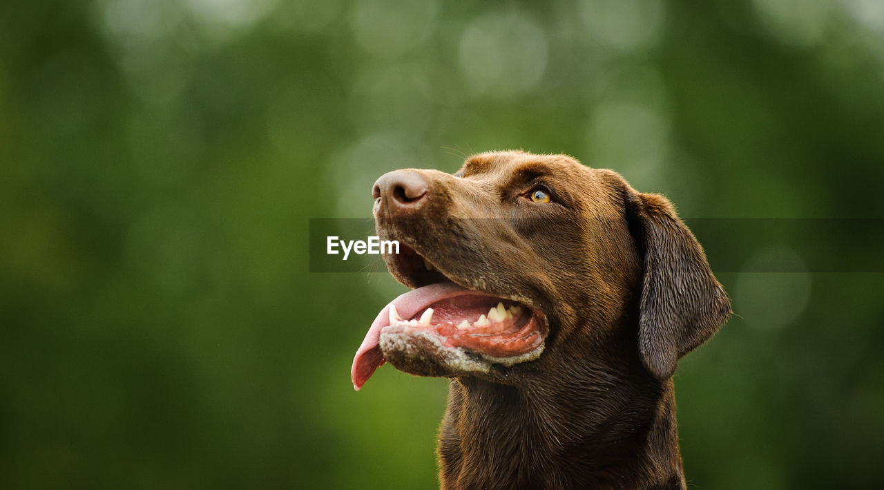 CLOSE-UP OF DOG LOOKING UP