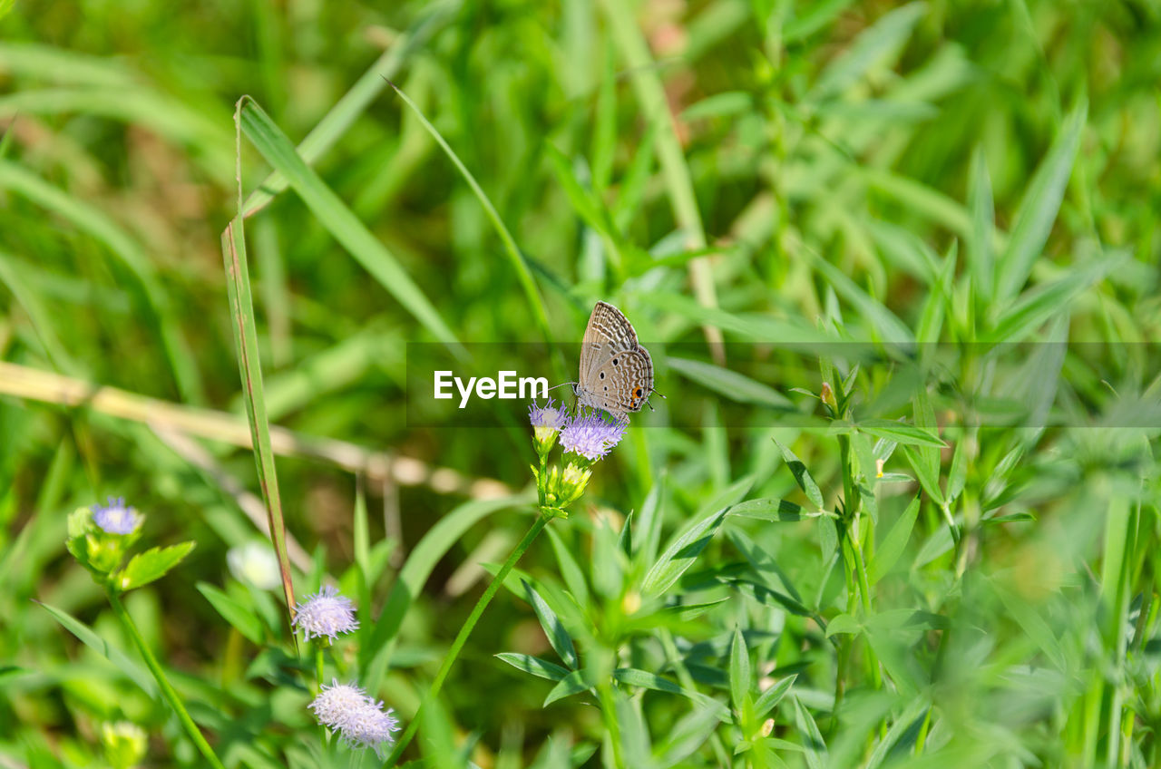 CLOSE-UP OF BUTTERFLY POLLINATING ON PURPLE FLOWERING PLANT