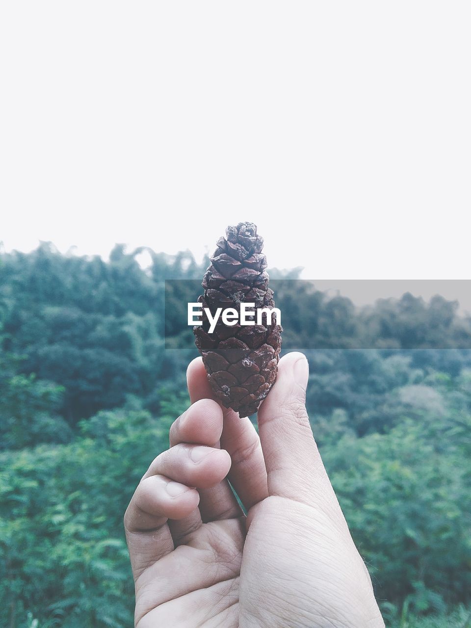 Close-up of human hand holding pine cone against clear sky