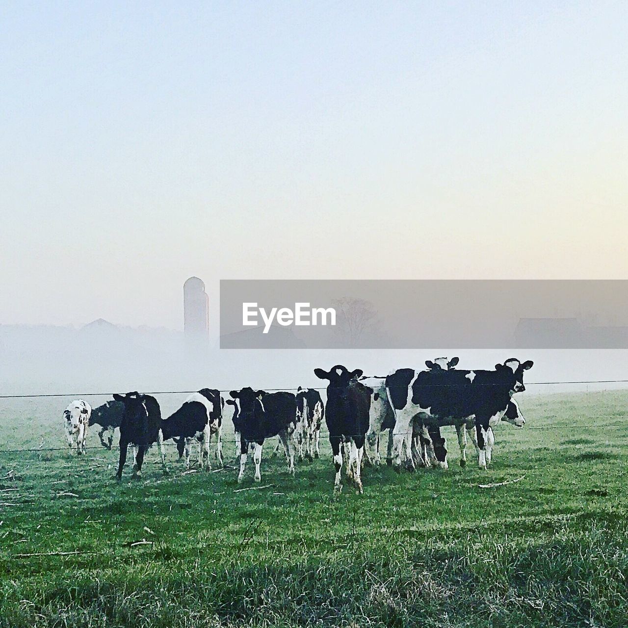 COWS ON FIELD AGAINST CLEAR SKY