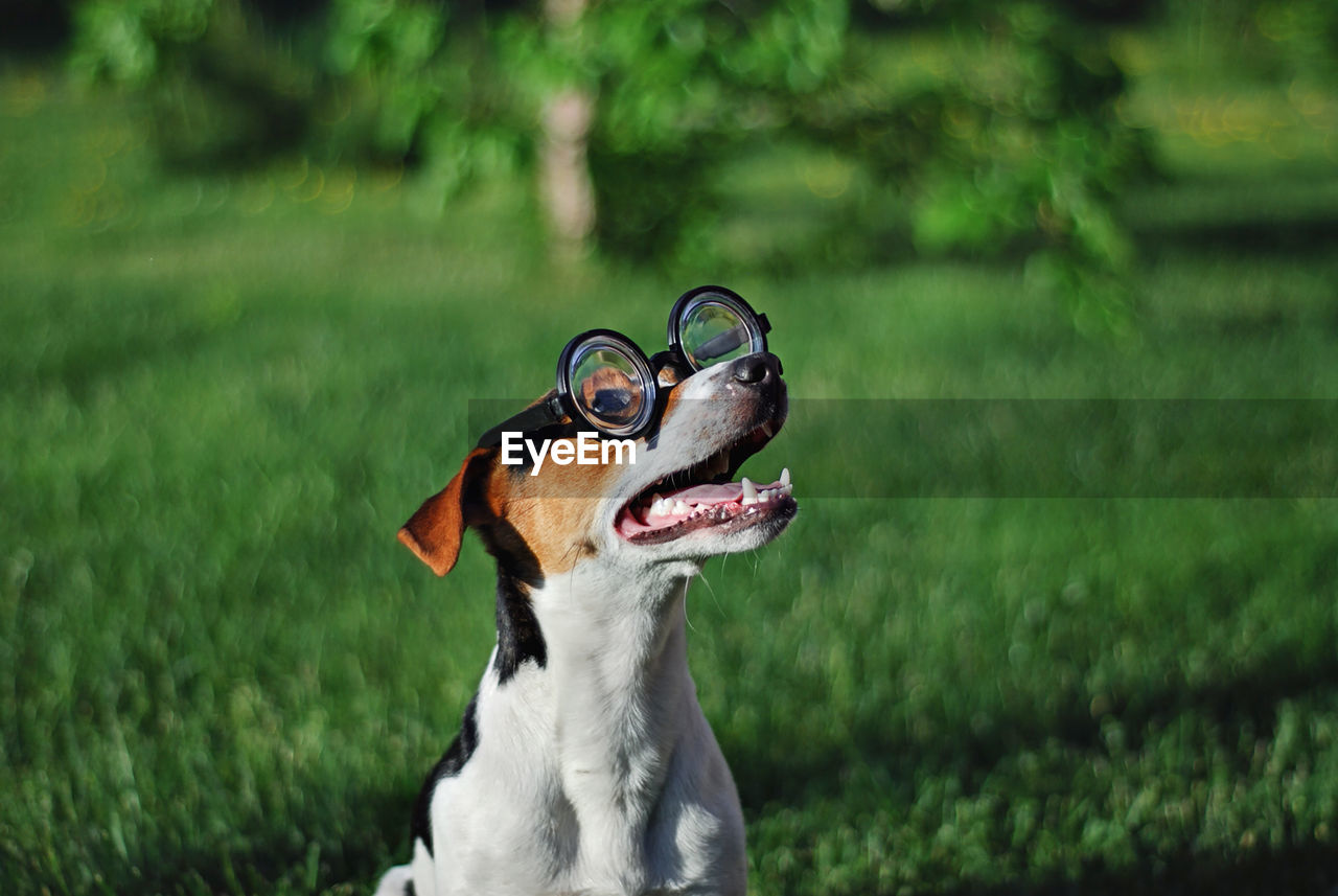 Close-up portrait of a dog in round eyeglasses on green background 
