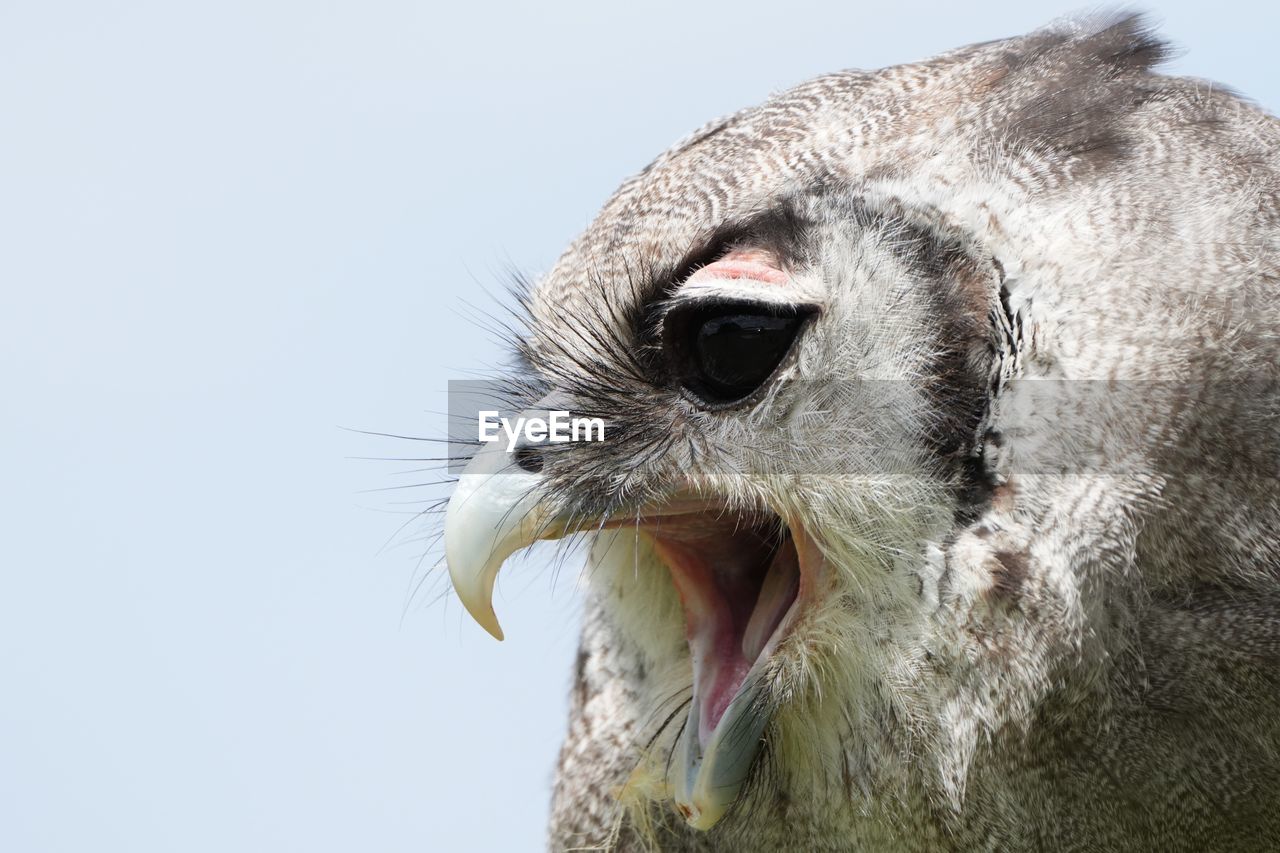 animal themes, animal, one animal, bird, beak, animal body part, animal wildlife, close-up, wildlife, animal head, no people, portrait, mouth open, nature, bird of prey, owl, sky, day, focus on foreground, mammal