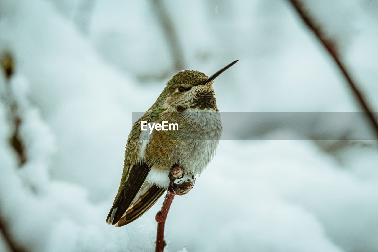 Close-up of hummingbird against blurred snow background