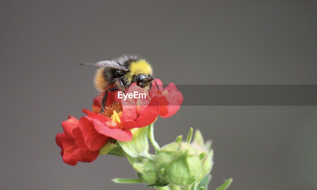 Close-up of bee pollinating on flower