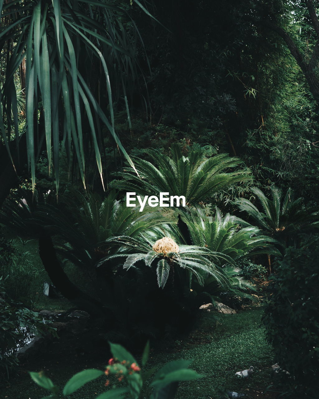 FLOWER PLANTS AT NIGHT