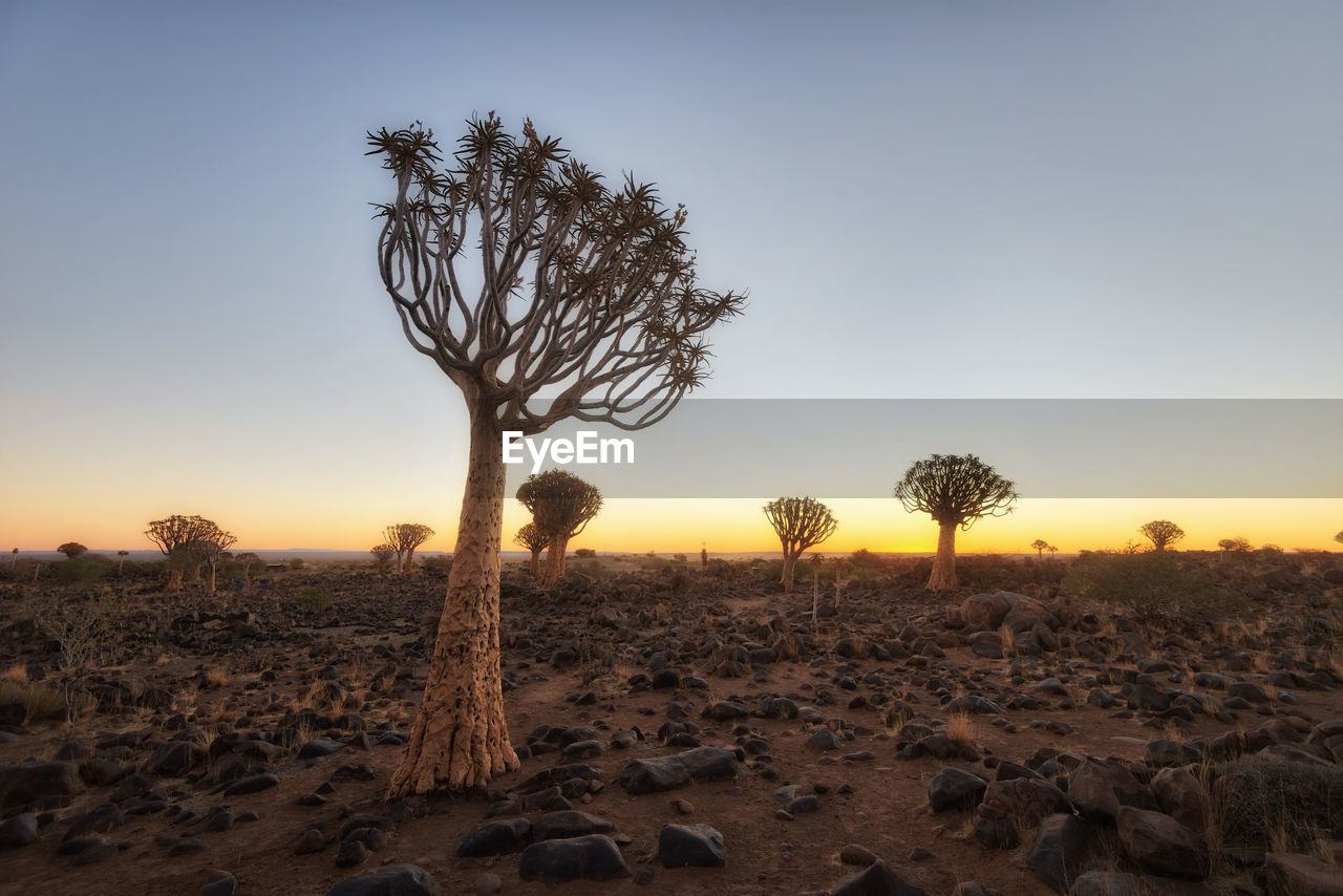 Quiver tree forest in southern namibia taken in january 2018