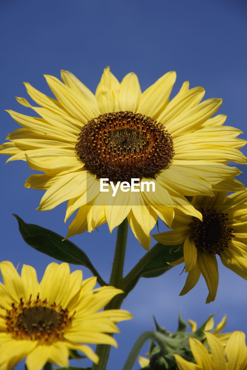 CLOSE-UP OF YELLOW SUNFLOWER AGAINST SKY