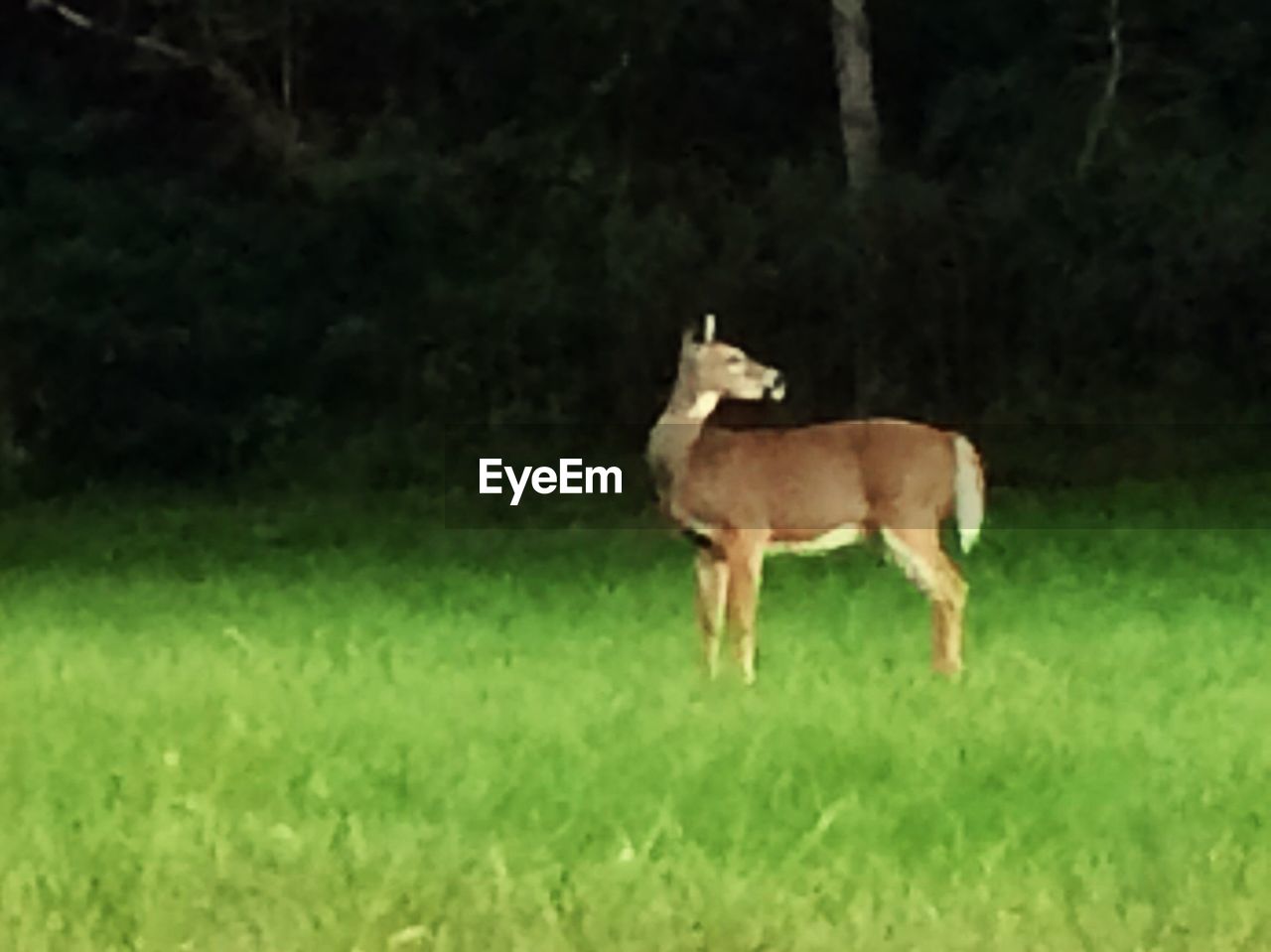 HORSE ON GRASSY FIELD AGAINST TREES ON FARM ON GREEN FIELDS