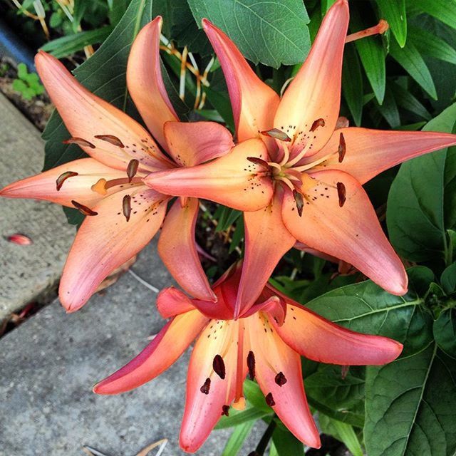 CLOSE-UP OF RED LILY BLOOMING OUTDOORS