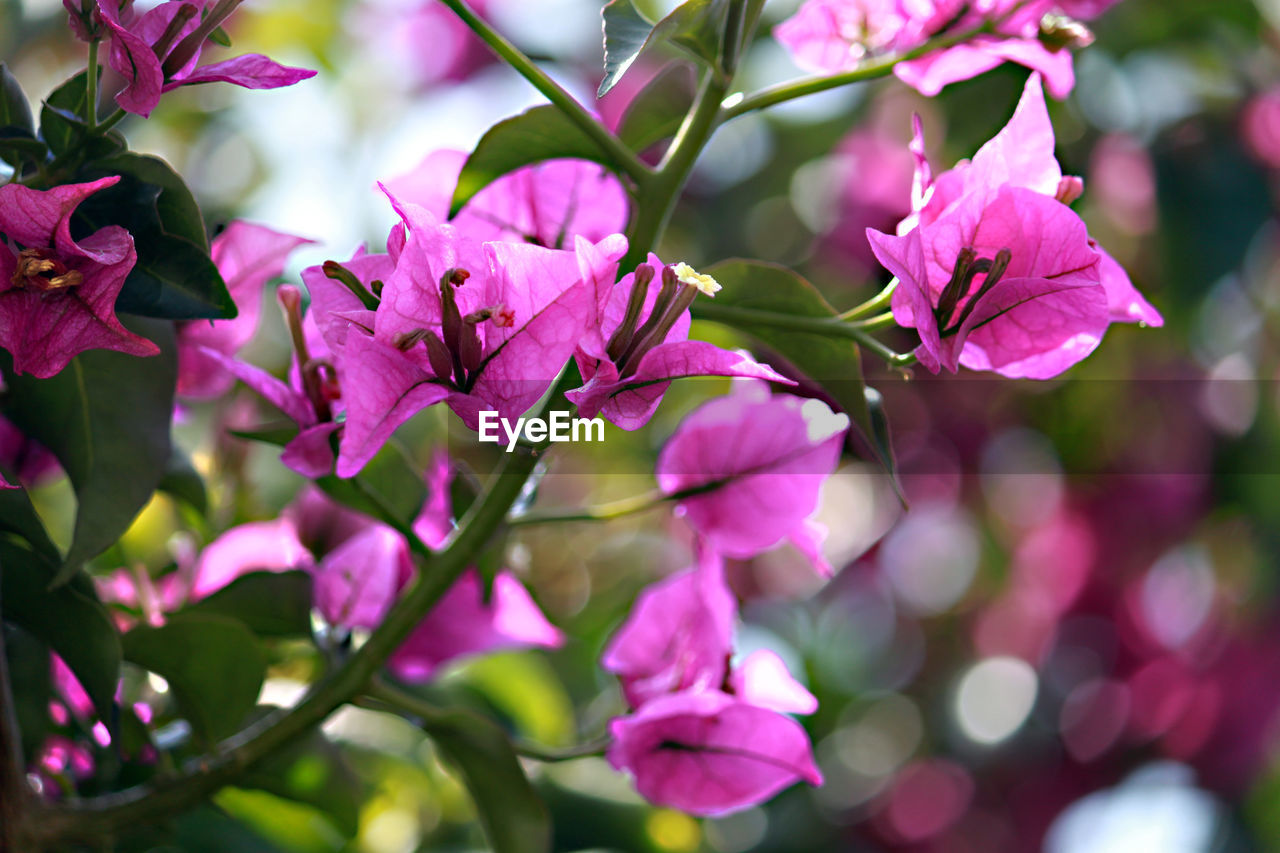 Close-up of pink bougainvillea blooming on tree