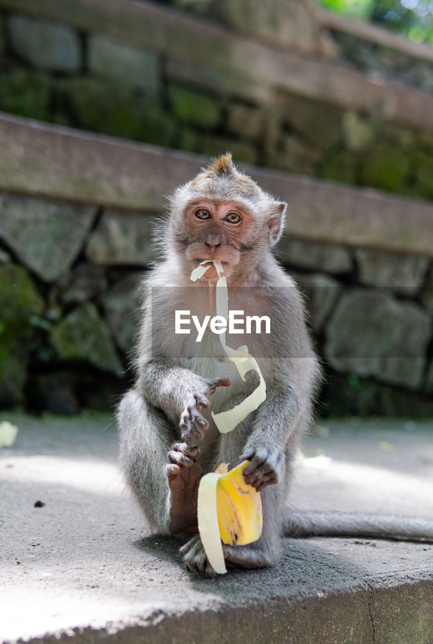 PORTRAIT OF OWL EATING FRUIT