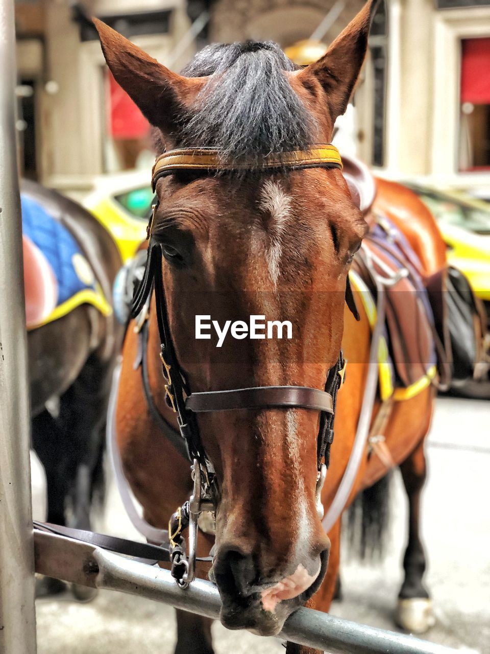 Close-up of a new york city police horse