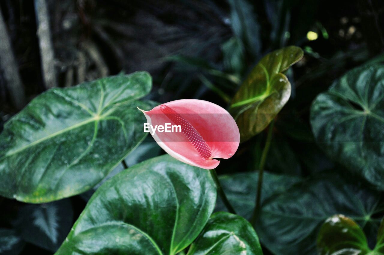 Close-up of red flower
