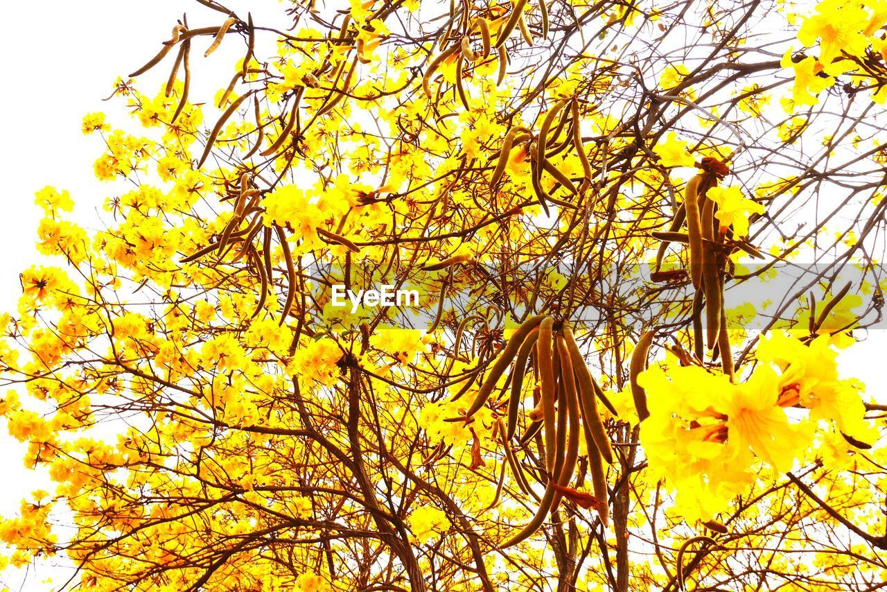 CLOSE-UP OF YELLOW FLOWERS