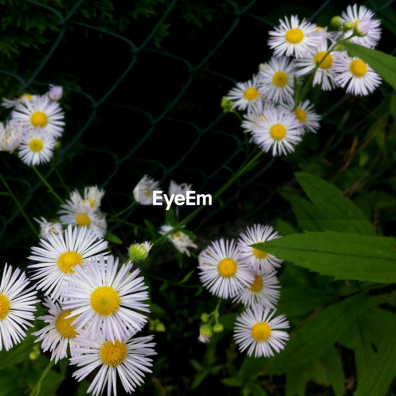 CLOSE-UP OF YELLOW FLOWER BLOOMING OUTDOORS