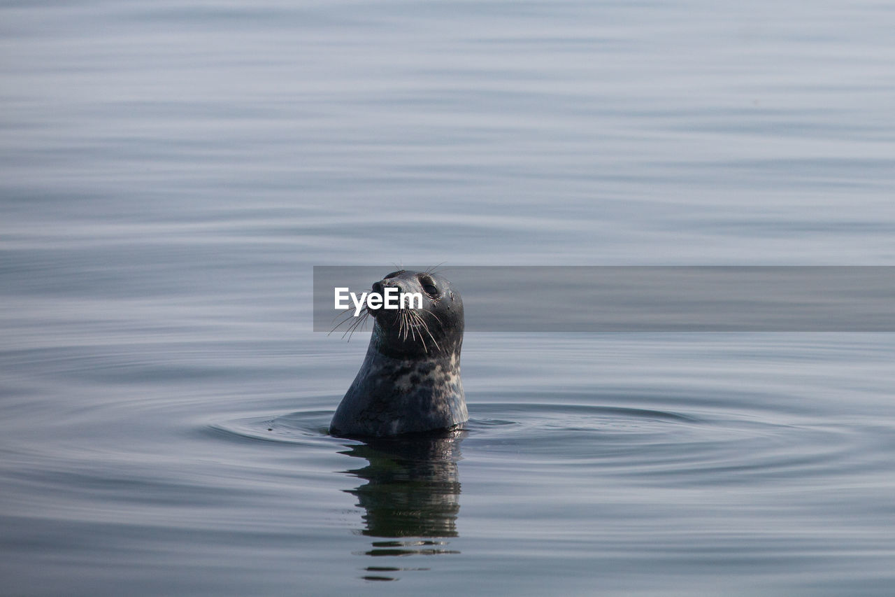 Baltic grey seal in water