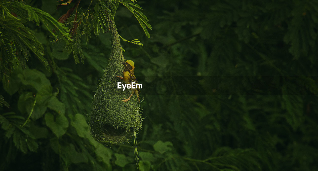 Bird perching on nest in forest