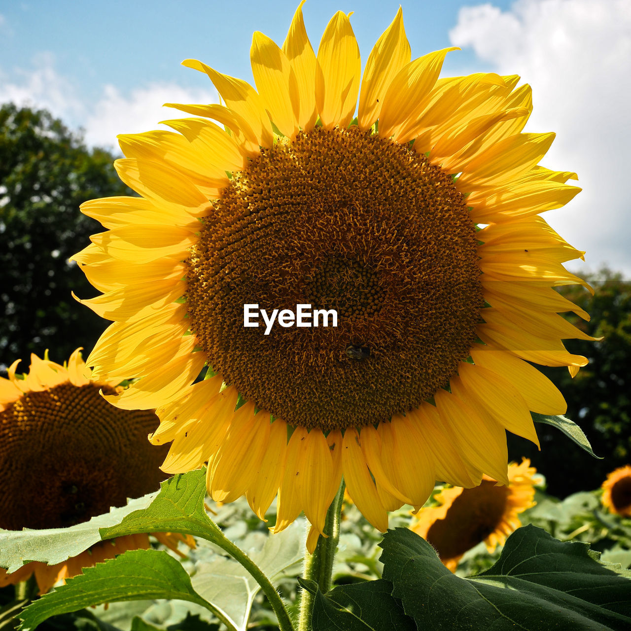 CLOSE-UP OF SUNFLOWER BLOOMING ON FIELD