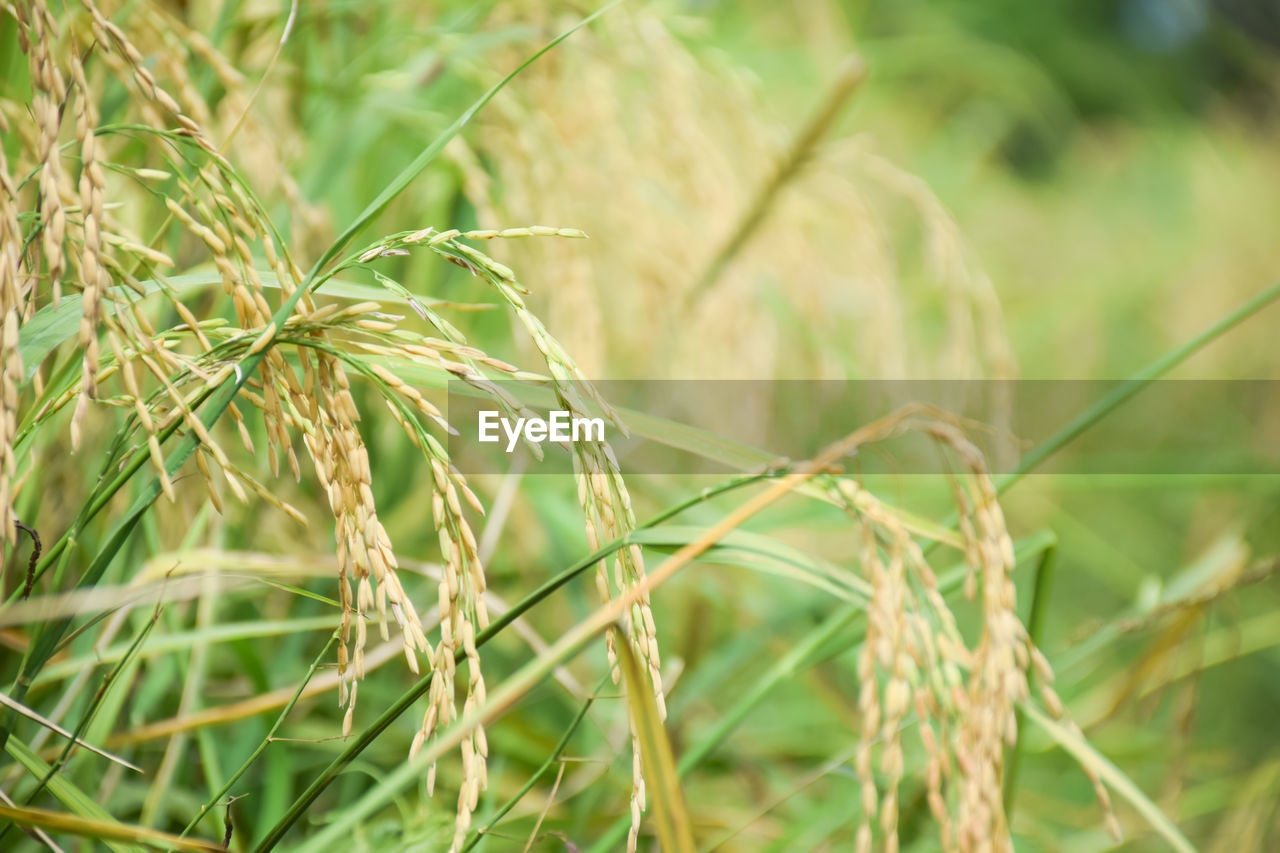 CLOSE-UP OF CORN FIELD