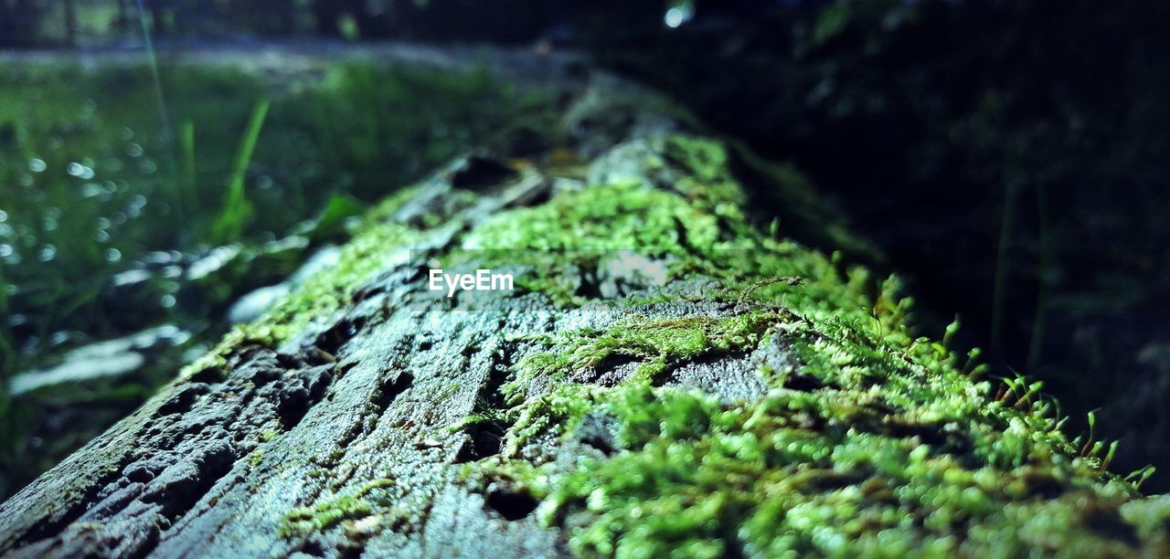 Close-up of moss growing on tree trunk