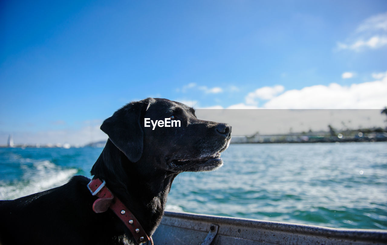Black labrador retriever in boat at sea against blue sky