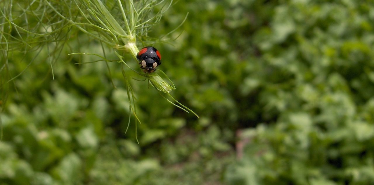 CLOSE-UP OF LADYBUG