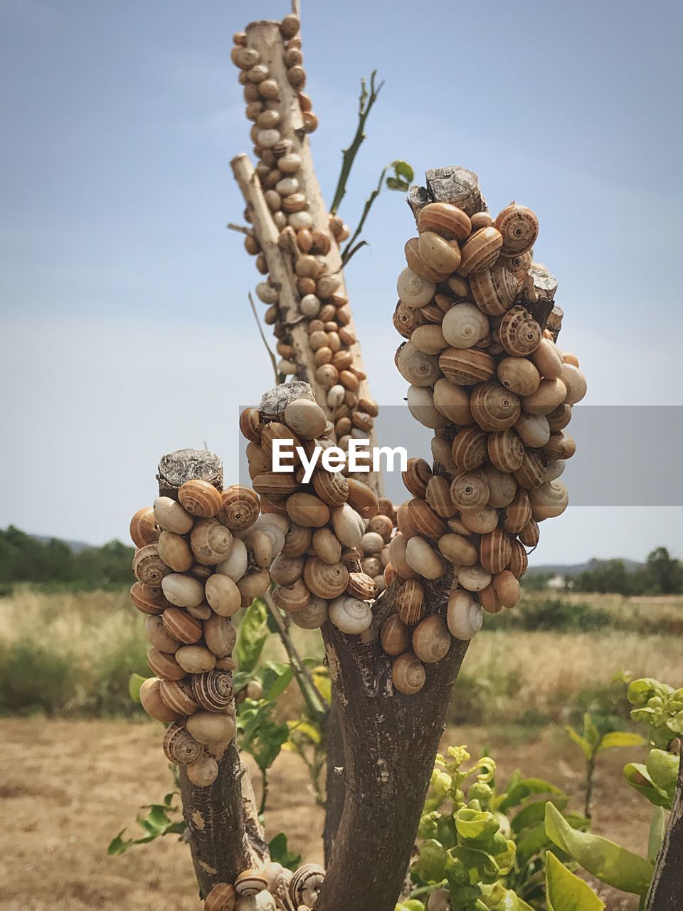 Close-up of stack on field against clear sky