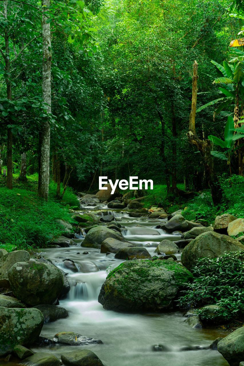 Stream flowing through rocks in forest