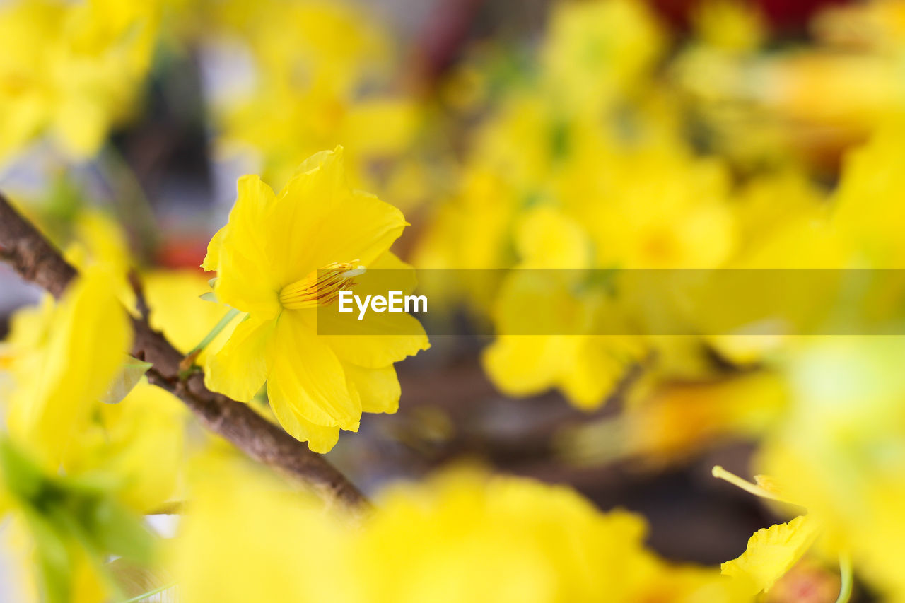 CLOSE-UP OF YELLOW FLOWERING PLANTS