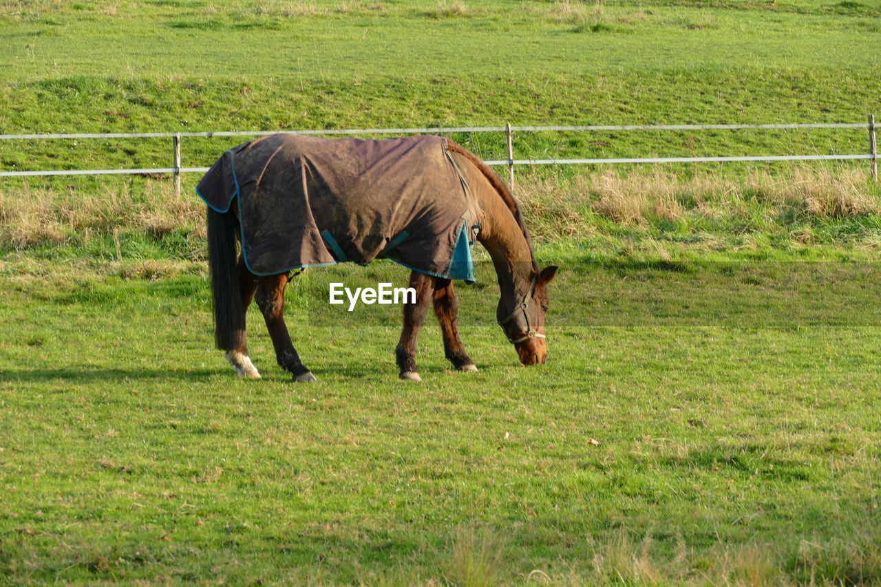 Afternoon mood in autumn on the paddock