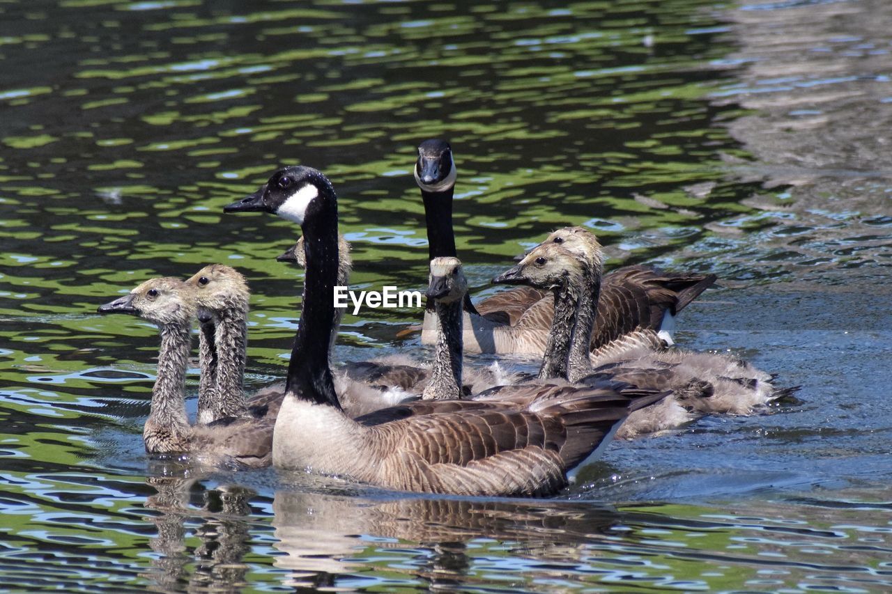 DUCKS SWIMMING ON LAKE