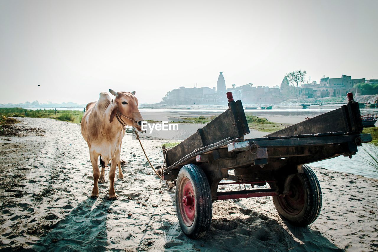 HORSE CART ON FIELD AGAINST CLEAR SKY