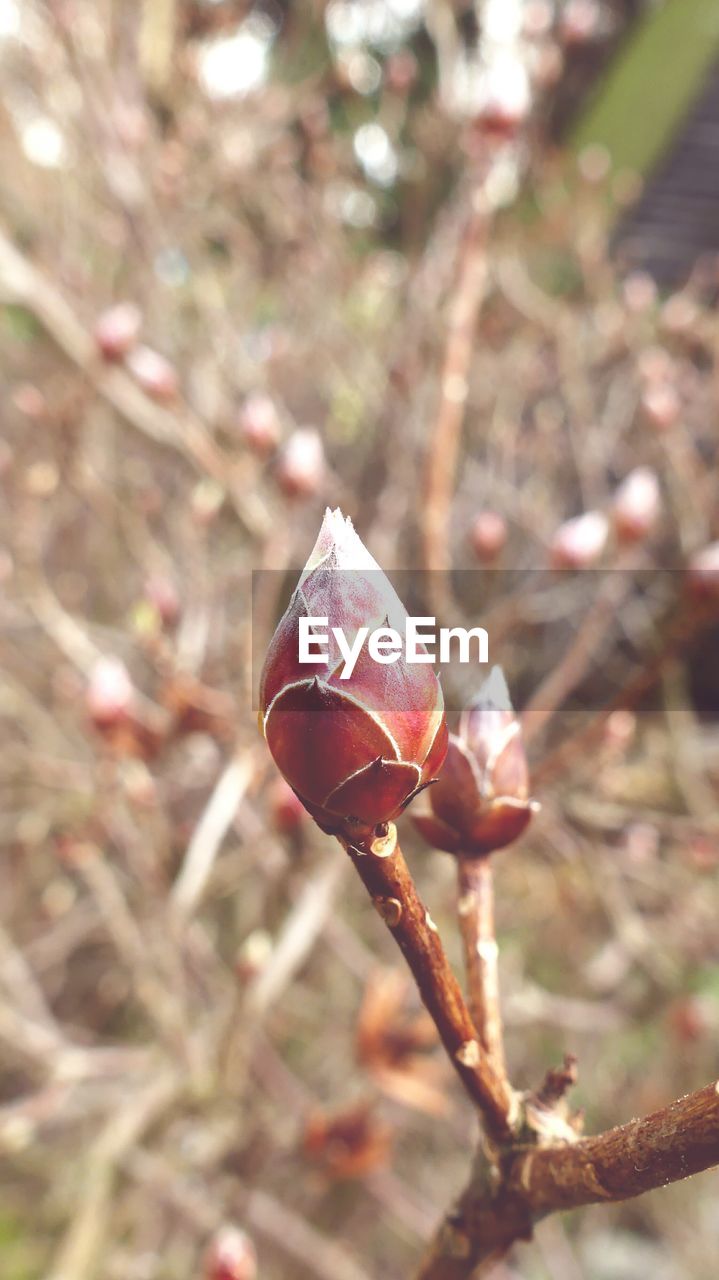 Close-up of pink flower bud