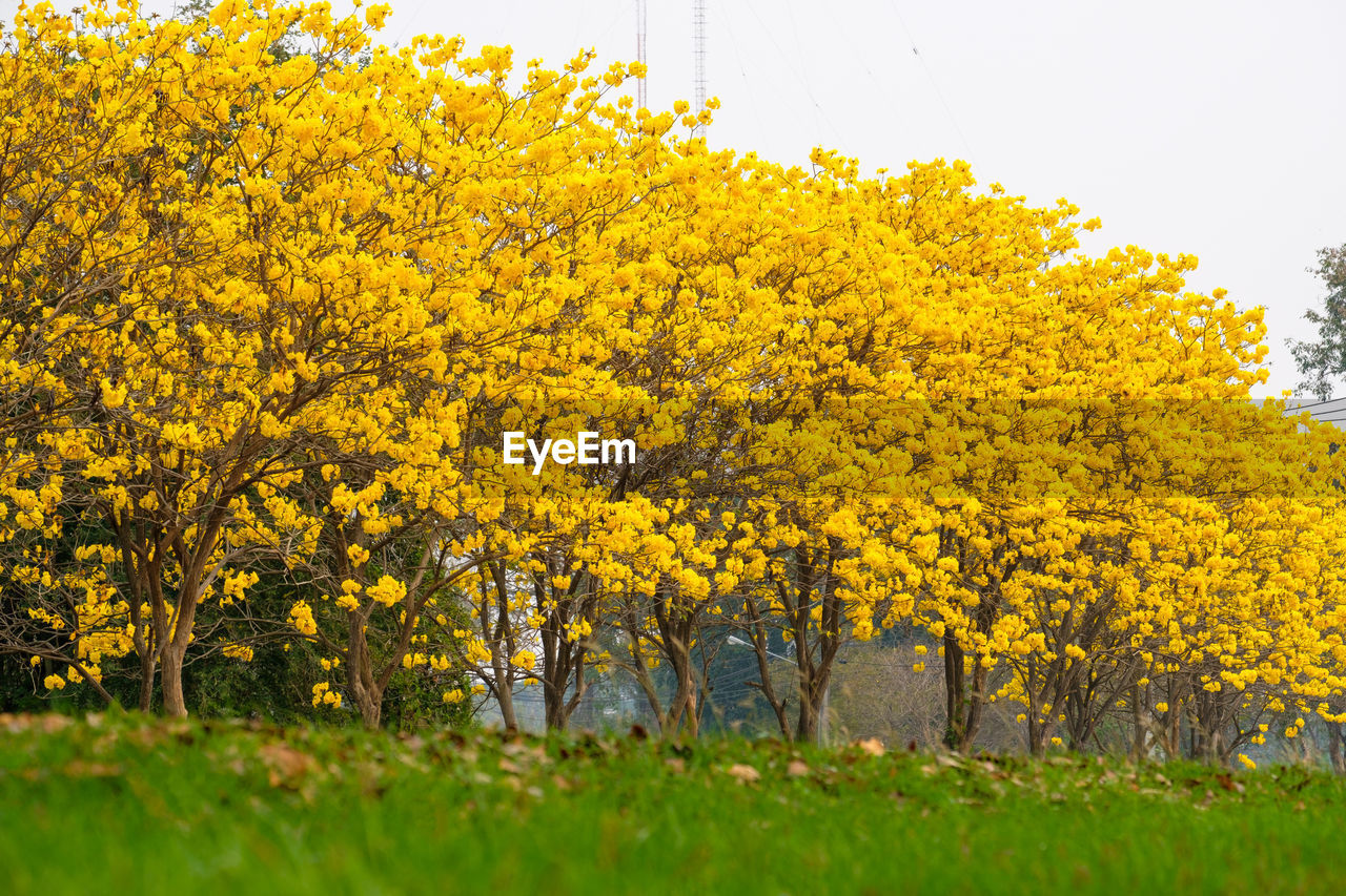 YELLOW FLOWERING TREES ON FIELD