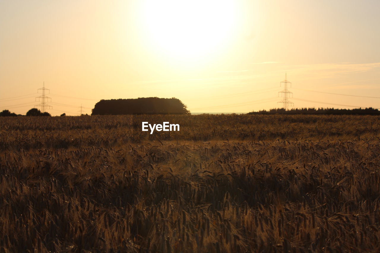 SCENIC VIEW OF FIELD AGAINST CLEAR SKY DURING SUNSET