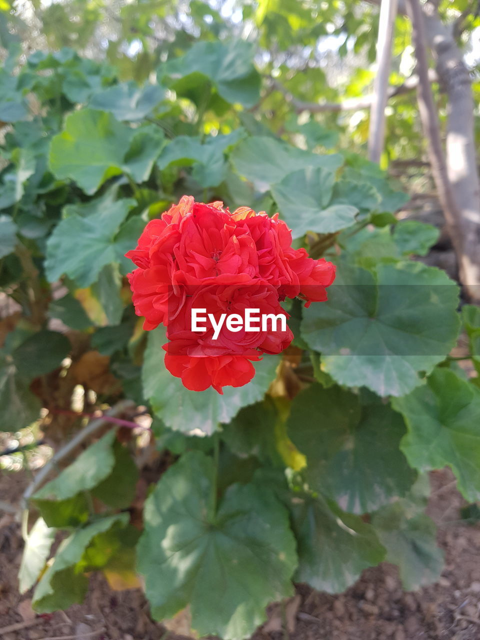 RED ROSE BLOOMING OUTDOORS