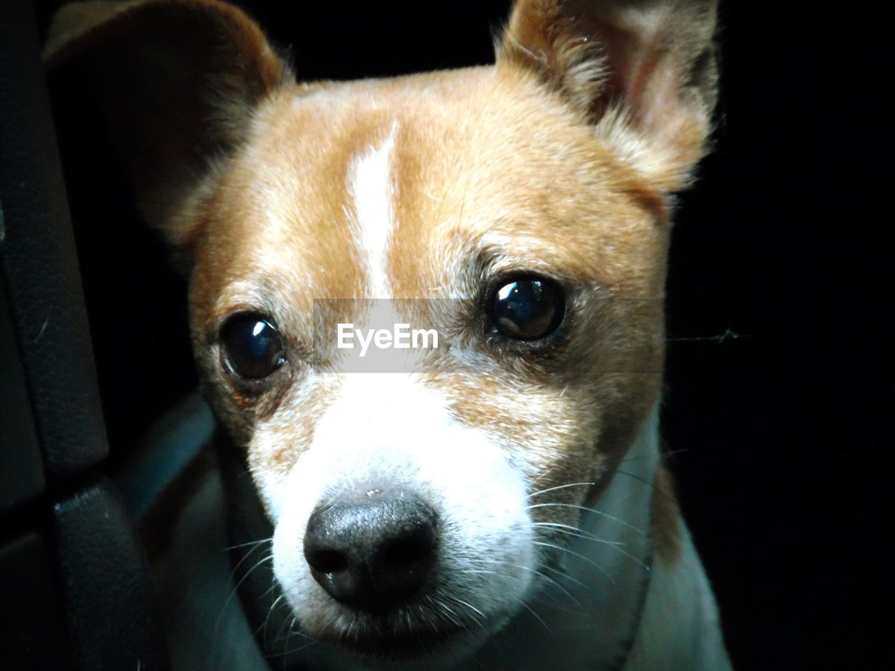 CLOSE-UP PORTRAIT OF DOG