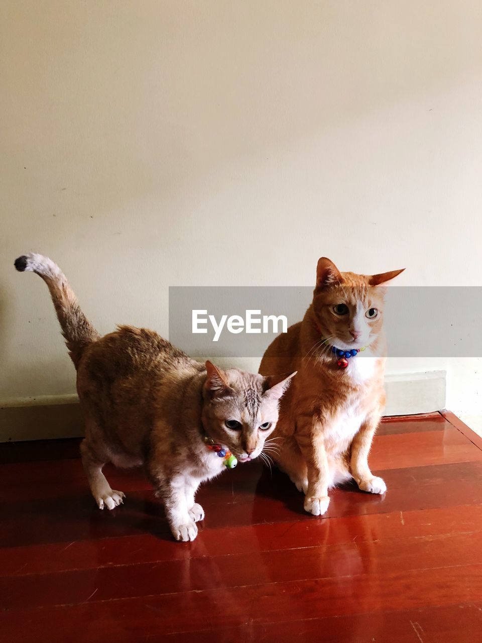 CAT SITTING ON SOFA AT HOME