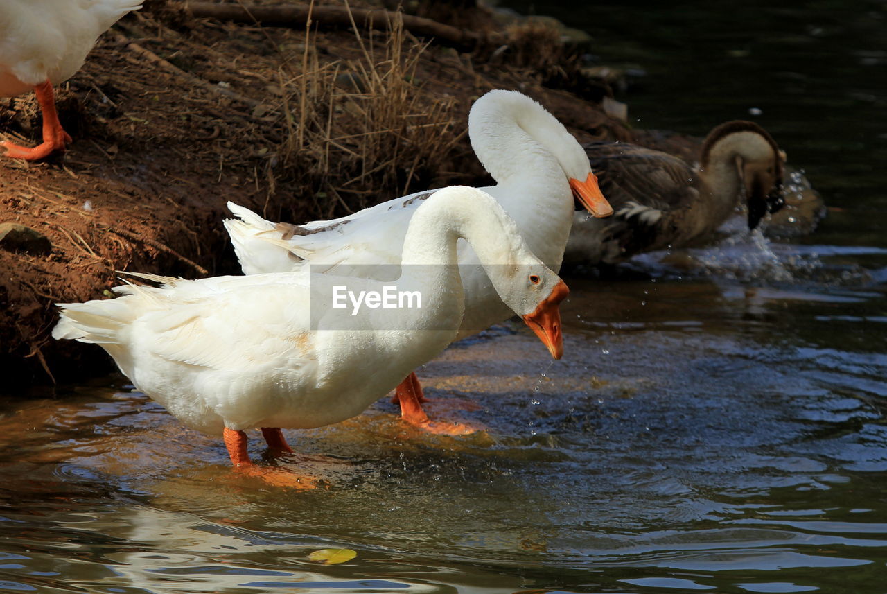 Close-up of gooses in water